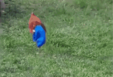Chickens wearing shoes andor pants  GIFs  Imgur
