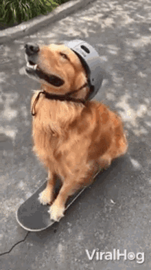 Skateboarding Dog Viralhog GIF - Skateboarding Dog Viralhog Happy GIFs