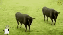 Cow Dancing GIF - Cow Dancing GIFs