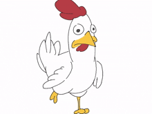 cock chicken