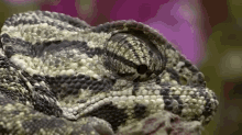 Chameleon Eye Movements GIF - Chameleon Animals Cute GIFs