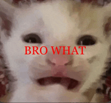 a close up of a cat 's face with the words bro what written in red