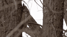 did you call me owls have superior senses great horned owl hiding place nothing to see here