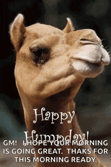 Greeting Happyhumpday GIF - Greeting Happyhumpday Camel GIFs