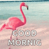 Flamingo Dance GIF - Flamingo Dance Mood GIFs