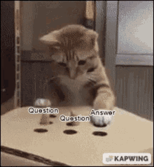Cat Answer Bop Question GIF - Cat Answer Bop Question GIFs