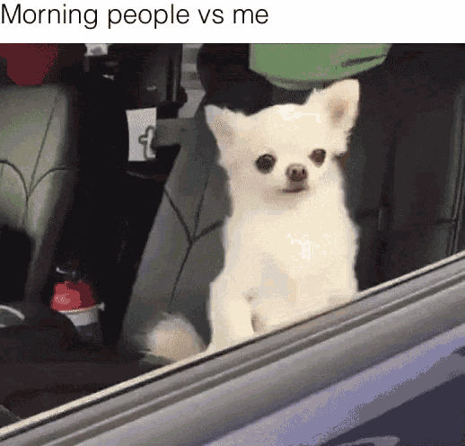 Good Morning Chihuahua Meme