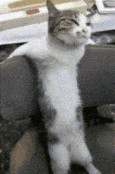 a cat is sitting on a chair with its legs crossed and looking at the camera