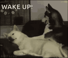 Funny Dog GIF - Funny Dog Wake Up GIFs