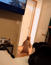 a dog stands on its hind legs in front of a tv