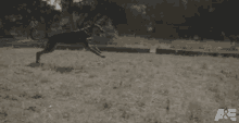 running crixus americas top dog sprint dash