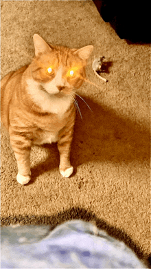 an orange and white cat with glowing eyes standing on a rug