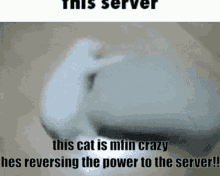 Cat Power No More GIF
