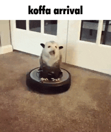 Koffa Possum GIF - Koffa Possum Roomba GIFs