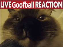 Goofball Cat GIF - Goofball Cat Live GIFs