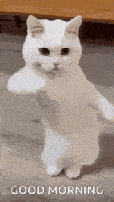 a white cat is standing on its hind legs with its paws up and says good morning .