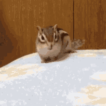 Clean Sheets Squirrel GIF - Clean Sheets Squirrel GIFs