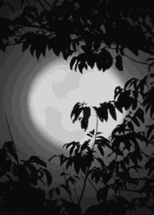 Moon Night GIF - Moon Night Focus GIFs