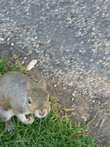 Squirrel Runaway GIF - Squirrel Runaway Gotta Go GIFs
