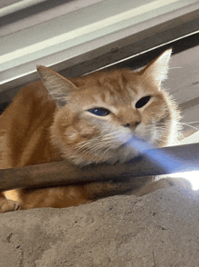a close up of a cat laying on a concrete surface