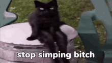 Wise Cat GIF - Wise Cat Says GIFs