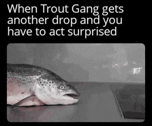 Troutgangosrs Winterosrs Trout Gang Wintertrouts Troutbingo Troutgang GIF