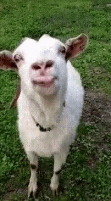 Funny Animals Goats GIF