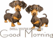 Good Morning Morning GIF - Good Morning Morning Dog GIFs