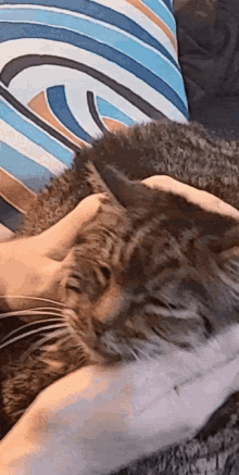 a close up of a person petting a cat