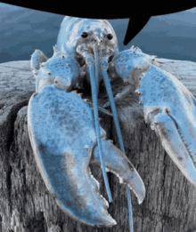 Blue Lobster Polubog GIF
