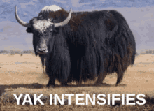 Yak Intensifies GIF - Yak Intensifies GIFs
