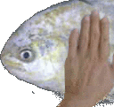 Fish Pat Sticker