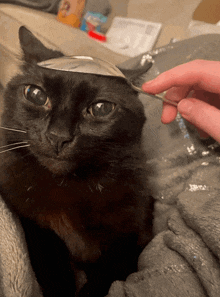 Cat Spoon GIF - Cat Spoon GIFs