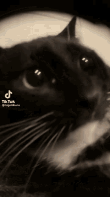 Yeojinvevo Cat GIF - Yeojinvevo Cat Stare GIFs