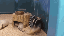 a group of animals are standing around a wooden stump in a cage