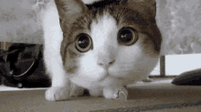 Cat Match GIF - Cat Match Looking GIFs