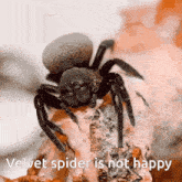 a picture of a spider with the caption " velvet spider is not happy " below it