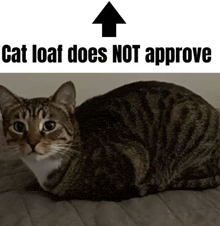 a cat is laying on a blanket under an arrow that says " cat loaf does not approve "