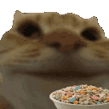 cat cereals cat eating