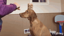 Balancing Dog Tricks GIF - Balancing Dog Tricks Behave GIFs