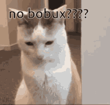 bobux no bobux 0bobux cat robux
