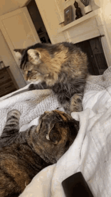 Kitties Cat GIF - Kitties Cat Fight GIFs