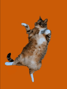 Orange Dancing GIF - Orange Dancing Shake GIFs