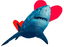 sticker shark
