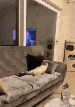 a cat laying on a couch in front of a television