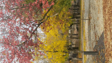 a row of trees with red and yellow leaves in a park