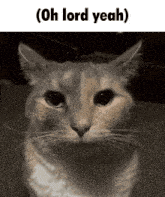 a cat with the words oh lord yeah written above it