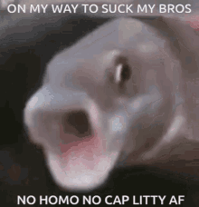 No Homo No Cap GIF