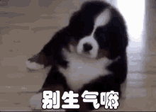 别生气 GIF - Dont Be Mad Dont Get Angry Puppy GIFs