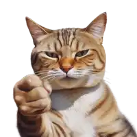 a cat is pointing at the camera with a white background